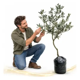 drzewko-oliwne-oliwka-olea-oblica-70-105cm-chorwacja-dom-ogrod-lacreativa