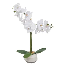 orchidea-clera-z-ceramiczna-doniczka