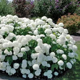m-hortensja-krzewiasta-anabelle-duze-biale-kwiaty-hydrangea-arborescens