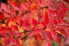 p11-irga-blyszczaca-cotoneaster-lucidus