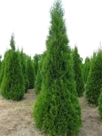 c2-thuja-tuja-szmaragd-zywotnik-zywoplot-40-60-cm-gesto-rosnaca