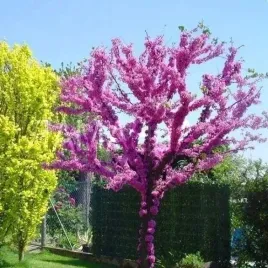 p11-judaszowiec-kanadyjski-cercis-canadensis