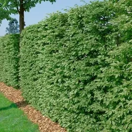 gk-buk-pospolity-fagus-sylvatica-krzewy24