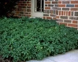 p9-runianka-japonska-green-carpet-pachysandra-terminalis-plozaca-okrywajaca