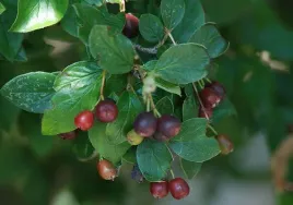 p11-irga-blyszczaca-cotoneaster-lucidus
