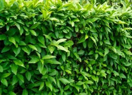 gk-ligustr-pospolity-ligustrum-vulgare-szybki-tani-zywoplot-50-80-cm