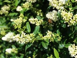 gk-ligustr-pospolity-ligustrum-vulgare-szybki-tani-zywoplot-80-120-cm