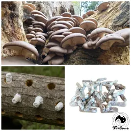 kolki-z-grzybnia-boczniak-ostrygowaty-40-szt-pleurotus-ostreatus