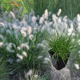 rozplenica-little-bunny-p11-trawa-ozdobna-kepiasta-pennisetum
