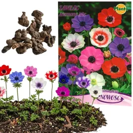 x10-zawilec-anemon-rosnie-w-cieniu-cien-mix-kolorow-cebulka-cebula-cebulki