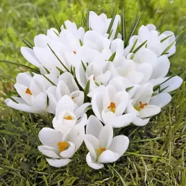 krokus-wielkokwiatowy-bialy-jeanne-d-arc-cebula-1-szt