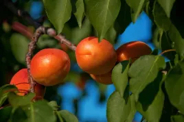 morela-early-orange-sadzonka-smaczna-wczesna-odmiana-2-lata