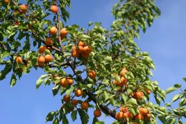 morela-somo-sadzonka-odporna-i-obficie-owocuje-2-lata