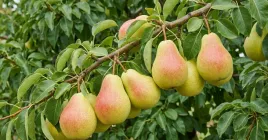 grusza-klapsa-sadzonka-slodkie-owoce-obficie-plonuje-2-lata