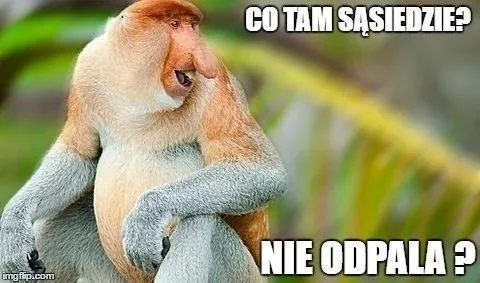 maska-nosacz-polski-stan-nowy