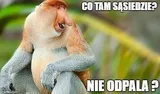 maska-nosacz-polski-stan-nowy