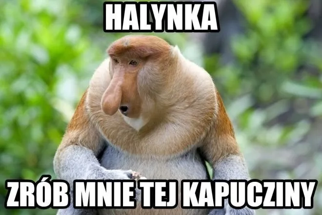 maska-nosacz-polski-stan-nowy
