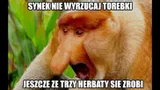 maska-nosacz-polski-stan-nowy