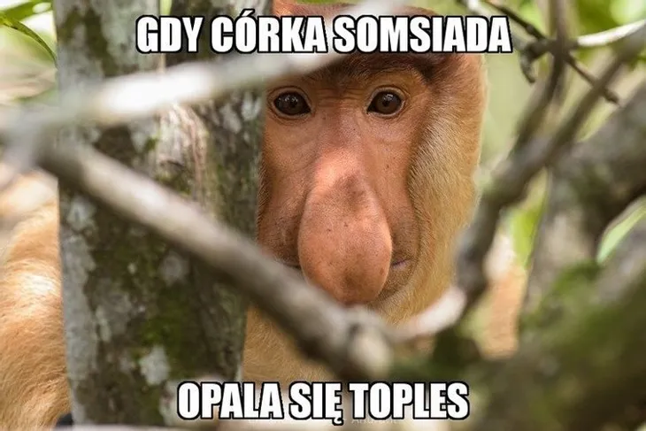 maska-nosacz-polski-stan-nowy