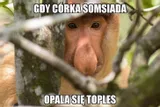 maska-nosacz-polski-stan-nowy