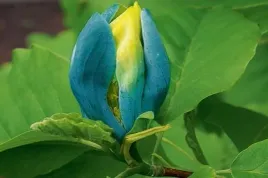 magnolia-blue-opal-niebieskie-kwiaty-60-80cm-c1