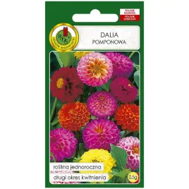 dalia-pomponowa-mieszanka-kolorow-nasiona-05g-pnos
