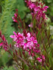 gaura-lindheimera-siskiyou-pink-p9-rozowe-kwiaty-bylina-do-ogrodu