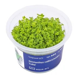 hemianthus-callitrichoides-cuba-kubek-6cm-in-vitro