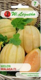 melon-malaga-f1-wczesny-soczysty-bardzo-slodki-nasiona-legutko