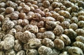 lubin-waskolistny-karo-poplon-nasiona-lubinu-zielony-ziarno-nawoz-1kg