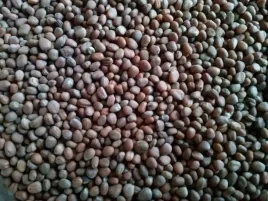 rzodkiew-romesa-na-poplon-nasiona-rzodkwi-oleistej-kwalifikowana-c-1-1kg