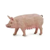 collecta-88863-maciora