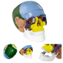 kolorowa-czaszka-anatomiczna-czlowieka-erwey-or-ah9902