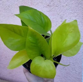 epipremnum-pinnatum-golden-pothos-sadzonka-12-o-20-cm