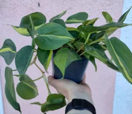 philodendron-scandens-brasil-sadzonka-fi-12-25-cm