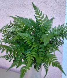 athyrium-paproc-sadzonka-85-o-20-cm