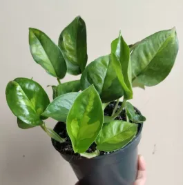 epipremnum-pinnatum-global-green-sadzonka-12-o-20-cm