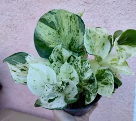 epipremnum-pinnatum-happy-leaf-sadzonka-12-o-20-cm
