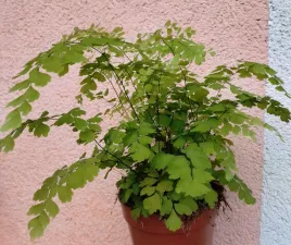 adiantum-raddianum-niekropien-wlasciwy-paproc-sadzonka-12-o-30-cm