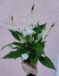 spathiphyllum-chopin-skrzydlokwiat-sadzonka-fi-9-30-cm