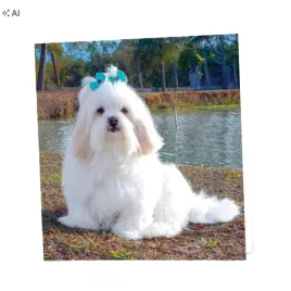 kartka-urodzinowa-lhasa-apso-1616-cm-z-koperta-pusta-ekologiczna