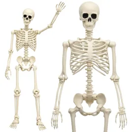 dekoracja-szkieletor-szkielet-kosciotrup-dekoracyjny-na-halloween-165-cm