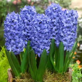 hiacynt-cebulki-kwiatow-hiacyntow-hiacynty-rozmiar-14-15-5szt-blue-pearl