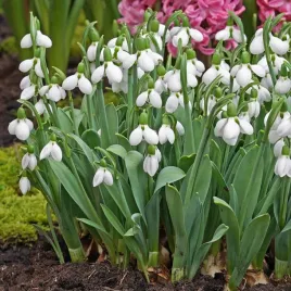 przebisnieg-sniezyczka-cebulki-kwiatow-galanthus-elwesii-rozmiar-4-5-50szt