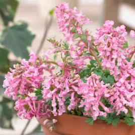kokorycz-corydalis-solida-beth-evans-cebulki-kwiatow-rozmiar-5-6-50szt