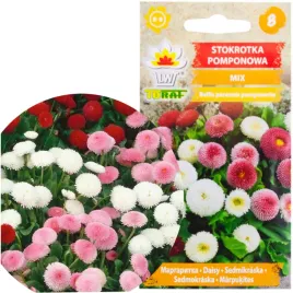 stokrotka-pomponowa-mix-kolorow-nasiona-01g-kwiaty-na-rabaty-do-polcienia