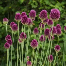 czosnek-ozdobny-glowkowaty-allium-cebulki-kwiatow-rozmiar-4-5-50szt