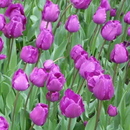 tulipan-cebulki-tulipanow-kwiatow-tulipany-rozmiar-9-10-50szt-purple-flag