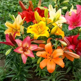 lilia-asiatic-mixed-cebulki-kwiatow-lilii-mieszanka-mix-rozmiar-14-16-5szt
