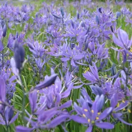 kamasja-camassia-esculenta-quamash-cebulki-kwiatow-rozmiar-5-6-50szt